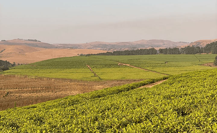 Agricultural & Eco-Tourism