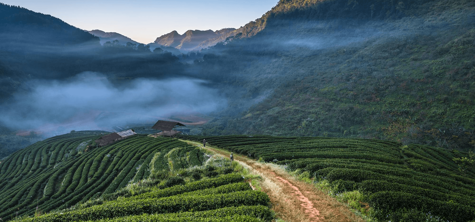 Discover Mambilla Hero