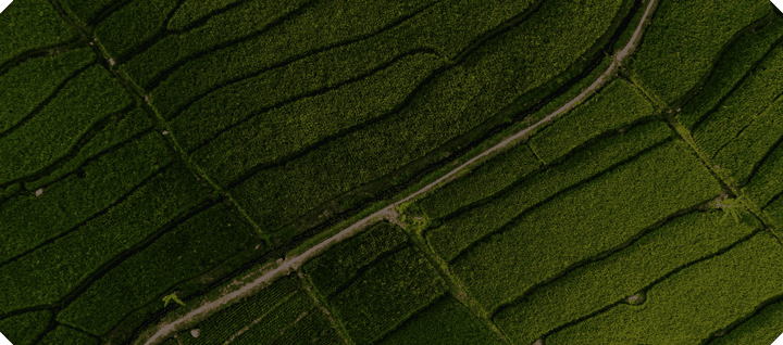 Nigerian agriculture